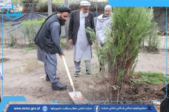 دکابل ښار په مکروریانونو د ونې کمپاین په رسمی ډول پیل شو.